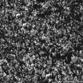 ground_8.jpg